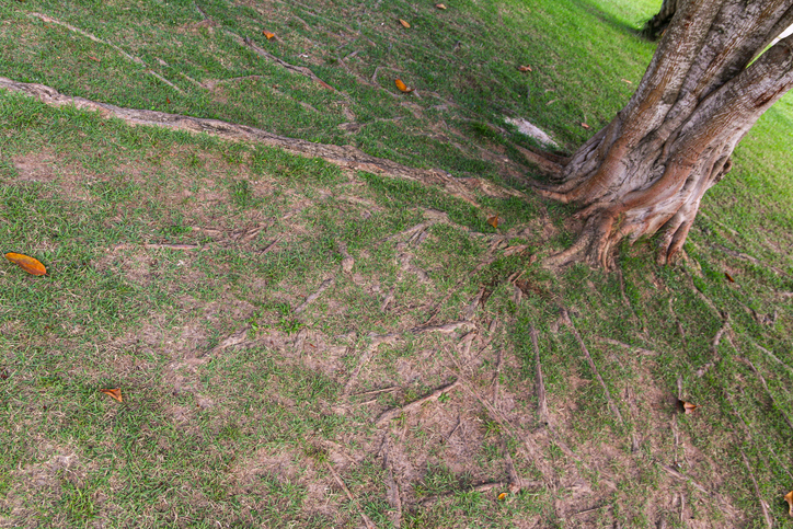 Tree Root Infiltration: The Hidden Threat to Your Home’s Infrastructure